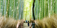 Arashiyama Area